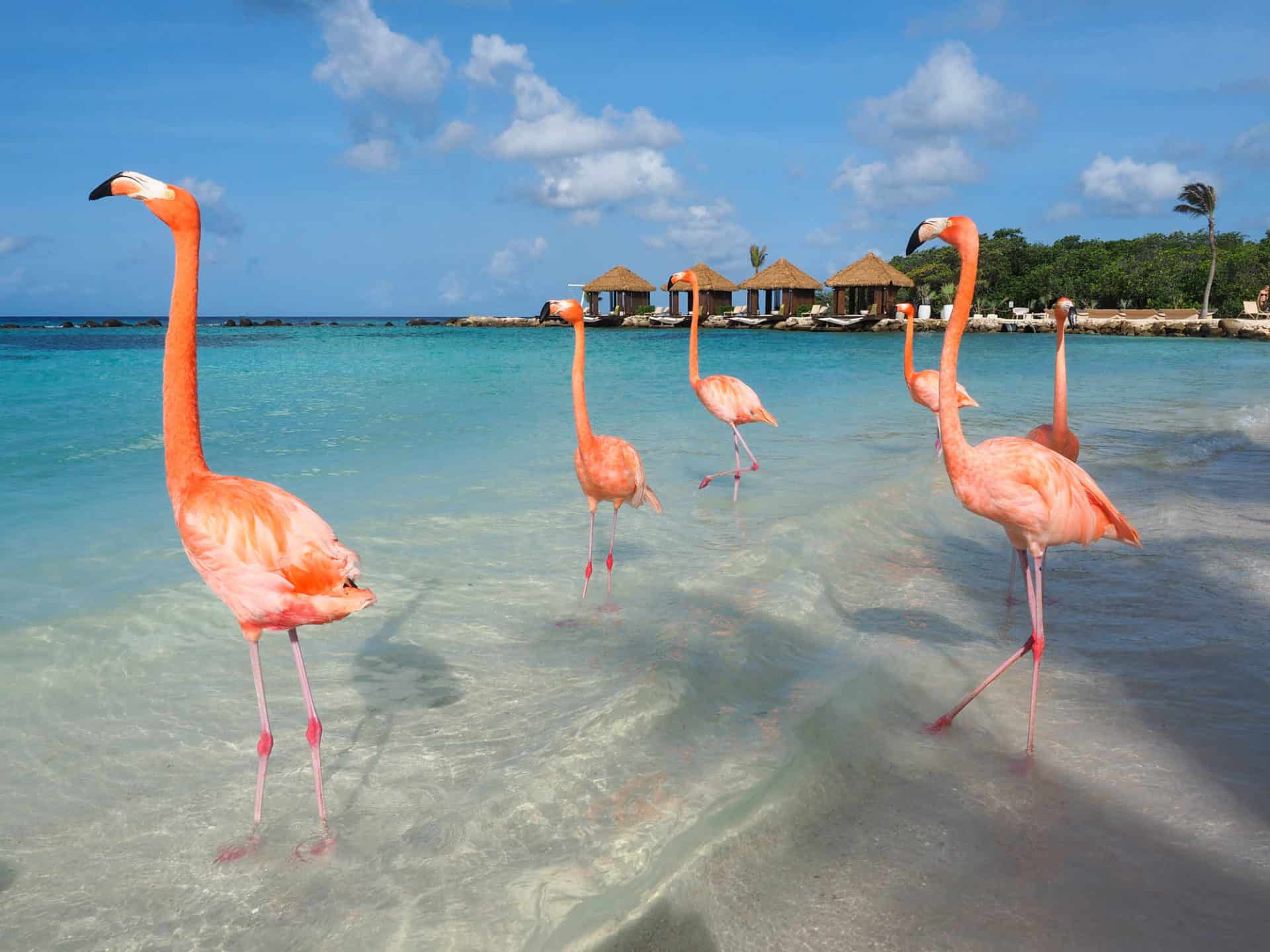 Aruba Villa photo 2